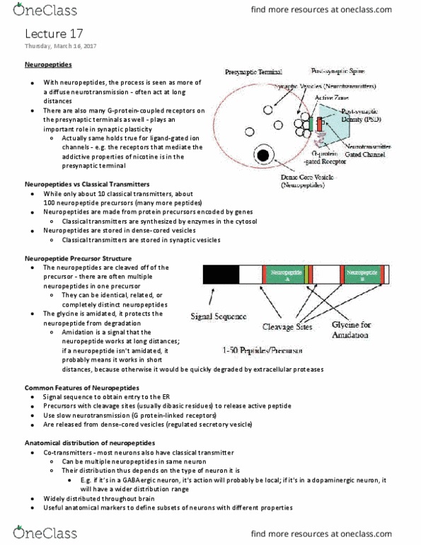 NEUR 310 Lecture Notes - Lecture 17: Sulfation, Pituitary Gland, Phospholipase C thumbnail