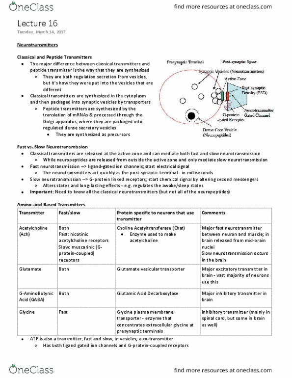 NEUR 310 Lecture Notes - Lecture 16: Reuptake, Striatum, Transferase thumbnail