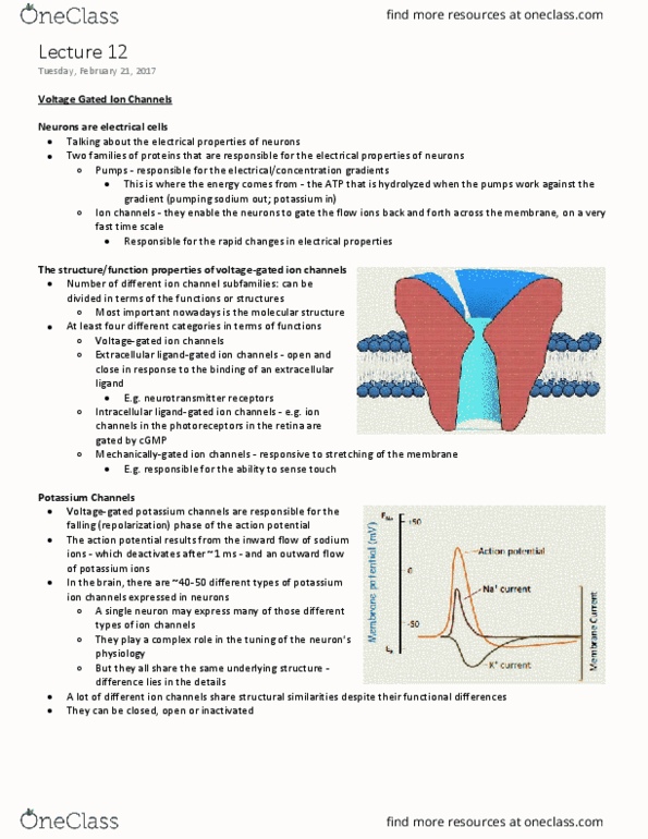 NEUR 310 Lecture Notes - Lecture 12: Retina, X-Ray Crystallography, Resting Potential thumbnail