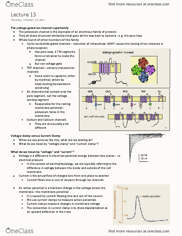 NEUR 310 Lecture Notes - Lecture 13: Cerebellum, Gaba Receptor Antagonist, Resting Potential thumbnail