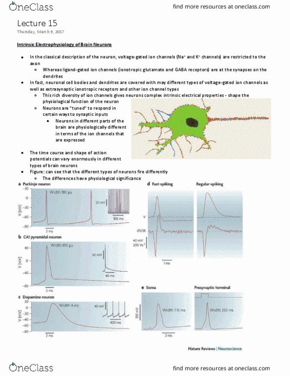 NEUR 310 Lecture Notes - Lecture 15: Slow-Wave Sleep, Long-Term Potentiation, Synaptic Plasticity thumbnail