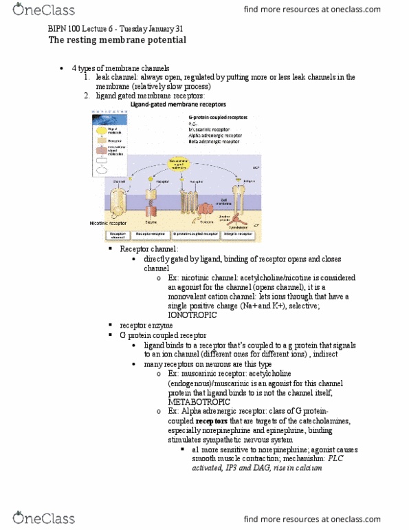 BIPN 100 Lecture Notes - Lecture 6: Adrenergic Receptor, Cyclic Adenosine Monophosphate, Extracellular Fluid thumbnail