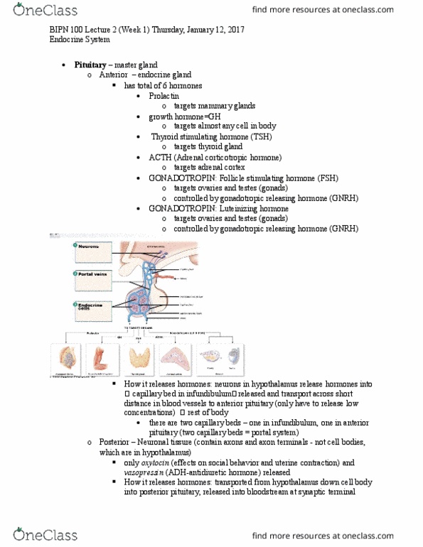 BIPN 100 Lecture Notes - Lecture 2: Somatostatin, Estrone, Uterine Contraction thumbnail