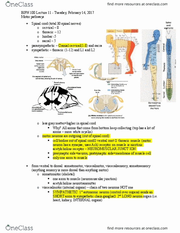 BIPN 100 Lecture Notes - Lecture 10: Preganglionic Nerve Fibers, Somatotopic Arrangement, Somatosensory System thumbnail