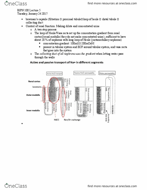 BIPN 100 Lecture Notes - Lecture 5: Active Transport, Osmoreceptor, Sodium Chloride thumbnail