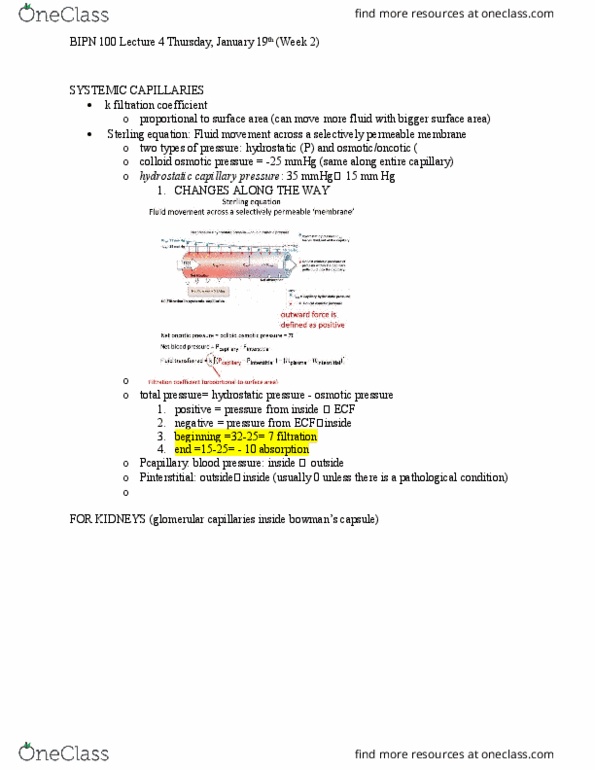 BIPN 100 Lecture Notes - Lecture 4: Antiporter, Serous Membrane, Inulin thumbnail