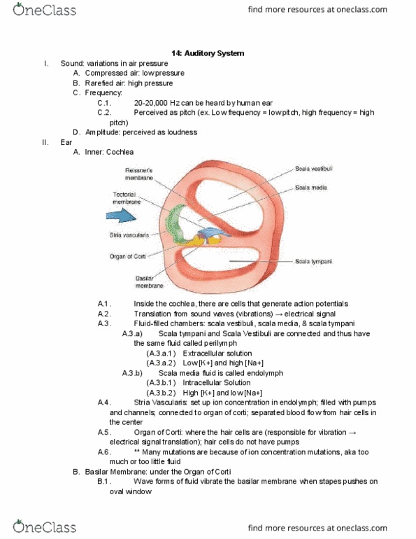 01:146:295 Lecture Notes - Lecture 14: Oval Window, Perilymph, Cochlea thumbnail