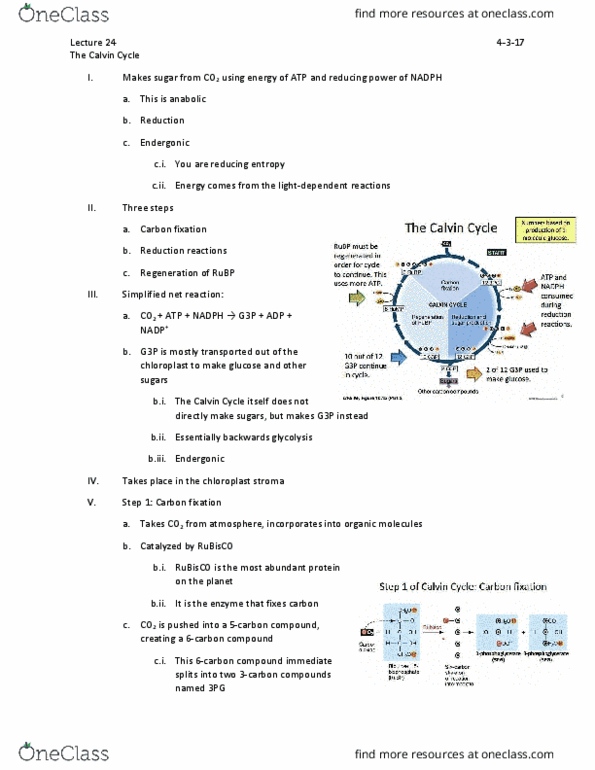 BIO 201 Lecture Notes - Lecture 24: 3-Phosphoglyceric Acid, Carbon Fixation, Cellular Respiration thumbnail