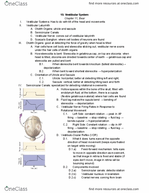 01:146:295 Lecture Notes - Lecture 15: Cranial Nerves, Hair Cell, Ganglion thumbnail