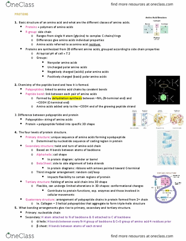Biology 1002B Lecture Notes - Lecture 6: Dehydration Reaction, Collagen, Random Coil thumbnail