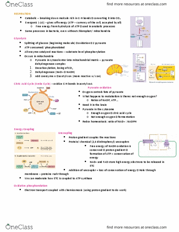 Biology 1002B Lecture Notes - Lecture 11: Pyruvate Dehydrogenase Kinase, Pyruvate Dehydrogenase Complex, Electrochemical Gradient thumbnail