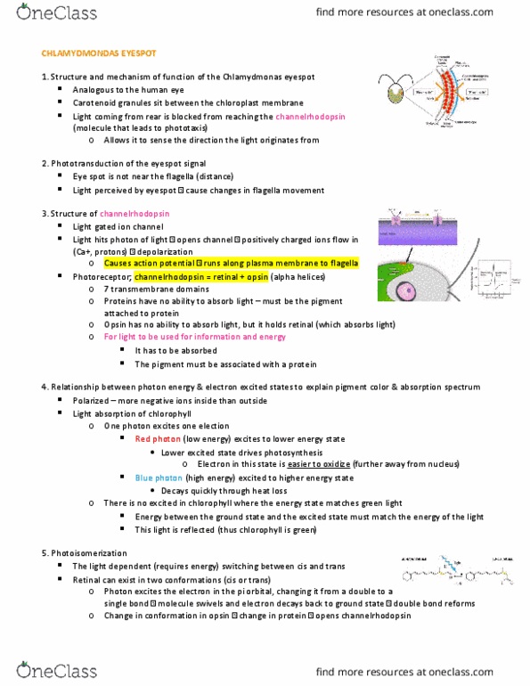 Biology 1002B Lecture Notes - Lecture 5: Chlorophyll, Chloroplast Membrane, Channelrhodopsin thumbnail