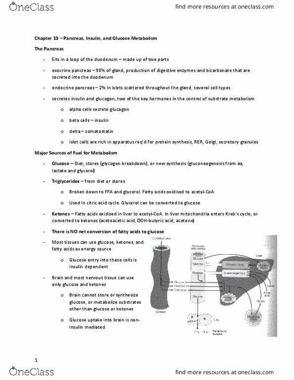 BIOCHEM 3H03 Lecture Notes - Lecture 17: Splenomegaly, Extracellular Fluid, Oxaloacetic Acid thumbnail