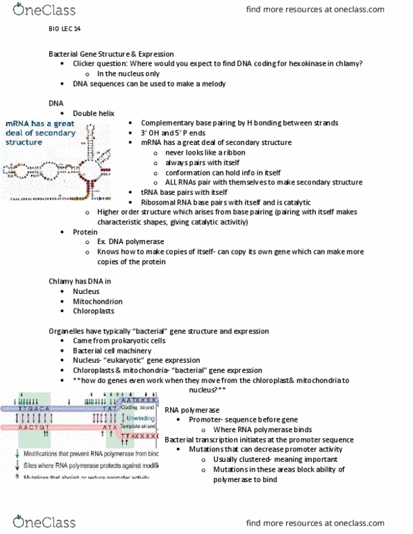 Biology 1002B Lecture Notes - Lecture 14: Nucleic Acid Double Helix, Base Pair, Chromosome thumbnail