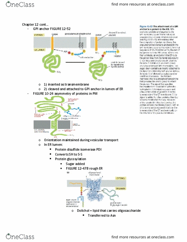 BIOL 2021 Lecture Notes - Lecture 8: Oligosaccharide, Immunoglobulin Light Chain, Mannose thumbnail