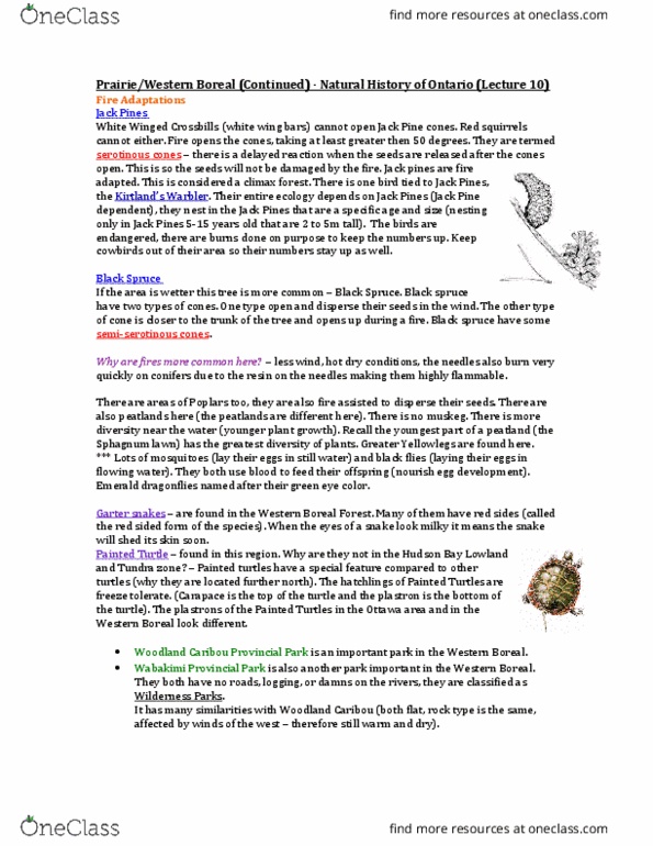 BIOL 2903 Lecture Notes - Lecture 10: Wabakimi Provincial Park, Greater Yellowlegs, Sphagnum thumbnail