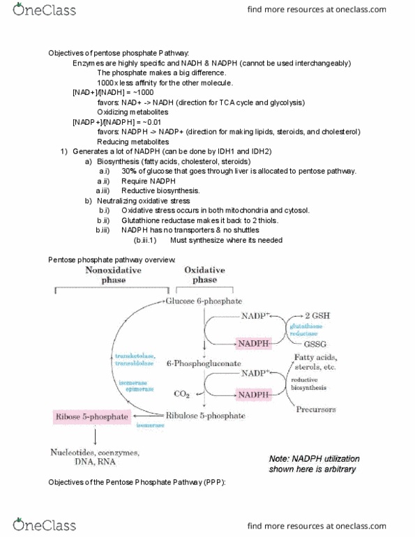 L07 Chem 481 Lecture Notes - Lecture 25: Aldose, Rearrangement Reaction, Nicotinamide Adenine Dinucleotide thumbnail