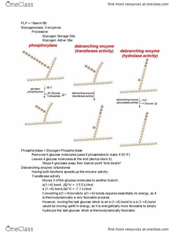 L07 Chem 481 Lecture Notes - Lecture 23: Glycogen Synthase, Pyrophosphate, Glycogenin thumbnail