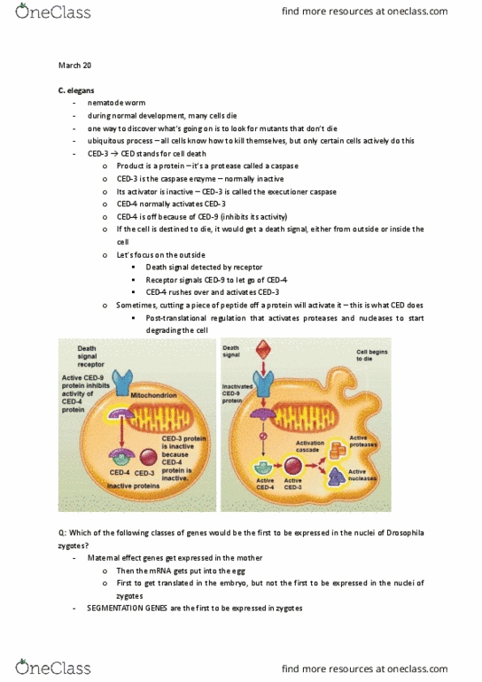 Biology 1002B Lecture Notes - Lecture 19: Zygote, Methylation, Biochemical Cascade thumbnail