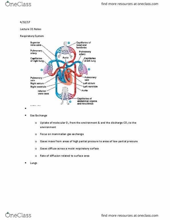 BIOL 2200 Lecture Notes - Lecture 31: Thoracic Cavity, Medulla Oblongata, Air Sacs thumbnail