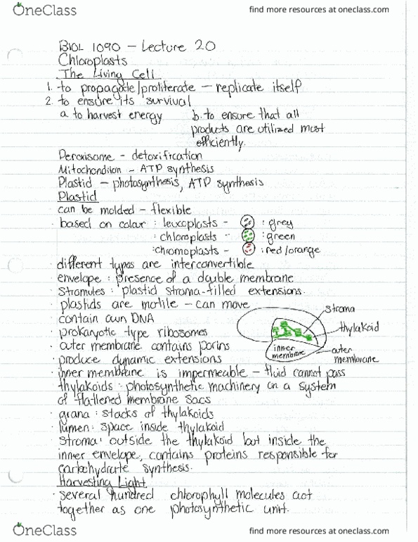 BIOL 1090 Lecture Notes - Lecture 20: Plastid, Chlorophyll, Chloroplast thumbnail