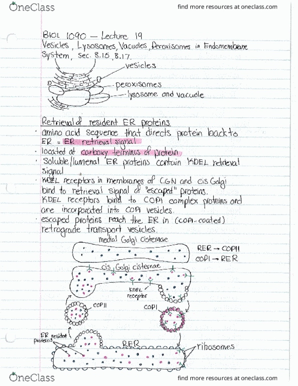 BIOL 1090 Lecture Notes - Lecture 19: Cell Membrane, Peroxisome, Clathrin thumbnail