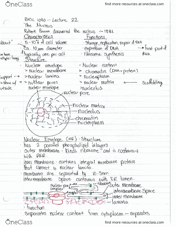 BIOL 1090 Lecture Notes - Lecture 22: Nuclear Membrane, Nuclear Matrix, Memba People thumbnail