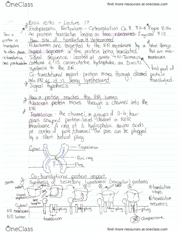 BIOL 1090 Lecture Notes - Lecture 17: Translocon, Parm, Peptide thumbnail