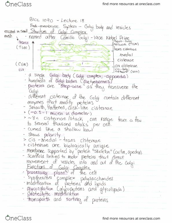 BIOL 1090 Lecture Notes - Lecture 18: Carbohydrate, Glycosylation, Oligosaccharide thumbnail