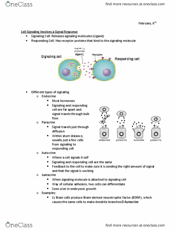 BIO 152 Lecture Notes - Lecture 9: Neurotrophic Factors, Cell Adhesion, Autocrine Signalling thumbnail