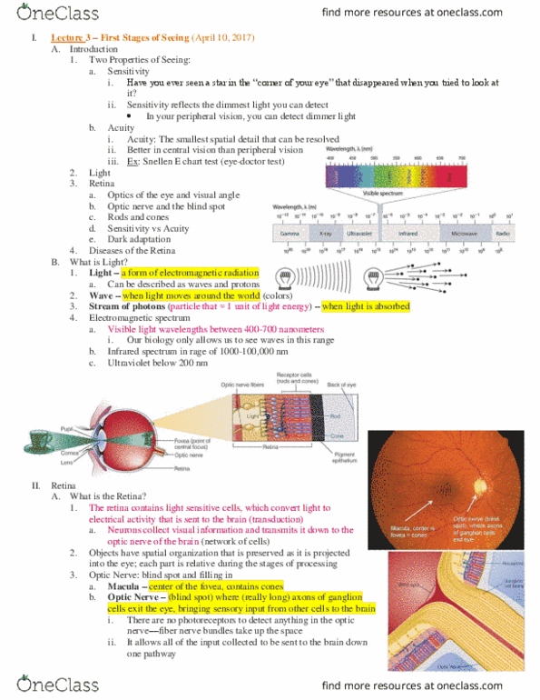 PSC 131 Lecture Notes - Lecture 3: Scotopic Vision, Optic Nerve, Visual Acuity thumbnail