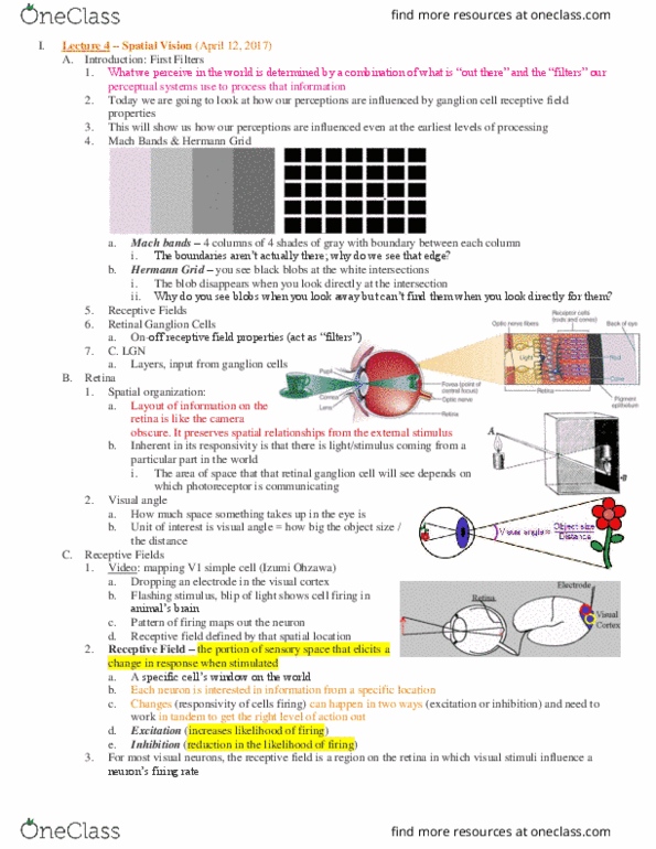 PSC 131 Lecture Notes - Lecture 4: Retinal Ganglion Cell, Mach Bands, Ganglion Cell thumbnail
