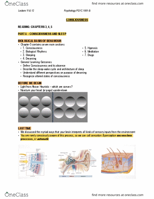 PSYC 1001 Lecture Notes - Lecture 10: Bird Nest, Mesolimbic Pathway, Binge Drinking thumbnail