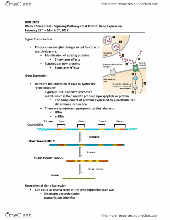 BIOL 2P03 Lecture Notes - Lecture 7: Tyrosine Kinase, Transmembrane Domain, Screencast thumbnail