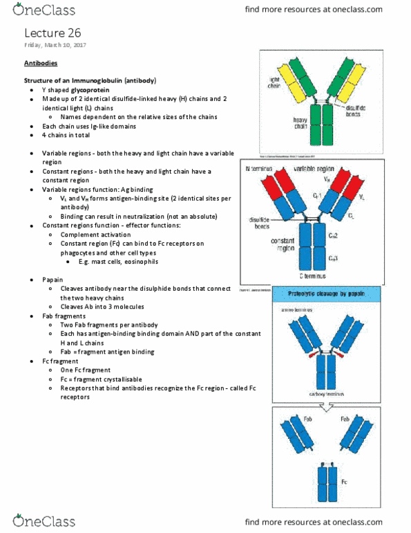 MIMM 214 Lecture Notes - Lecture 26: Fragment Antigen-Binding, Complementarity-Determining Region, Fragment Crystallizable Region thumbnail