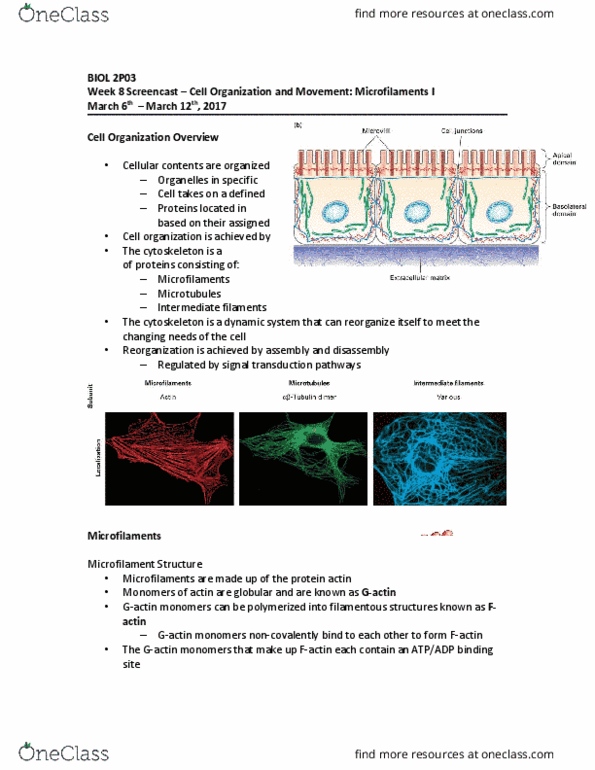 BIOL 2P03 Lecture Notes - Lecture 8: Microfilament, Screencast, Signal Transduction thumbnail