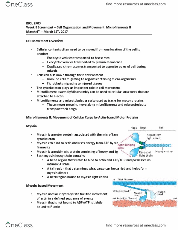 BIOL 2P03 Lecture Notes - Lecture 8: Atp Hydrolysis, Microfilament, Screencast thumbnail