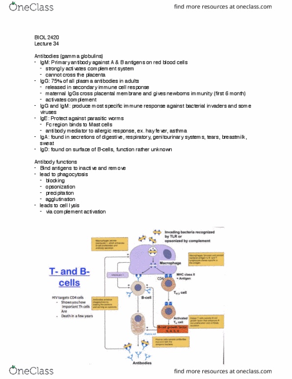 BIOL 2420 Lecture Notes - Lecture 34: Abo Blood Group System, Gamma Globulin, Mast Cell thumbnail