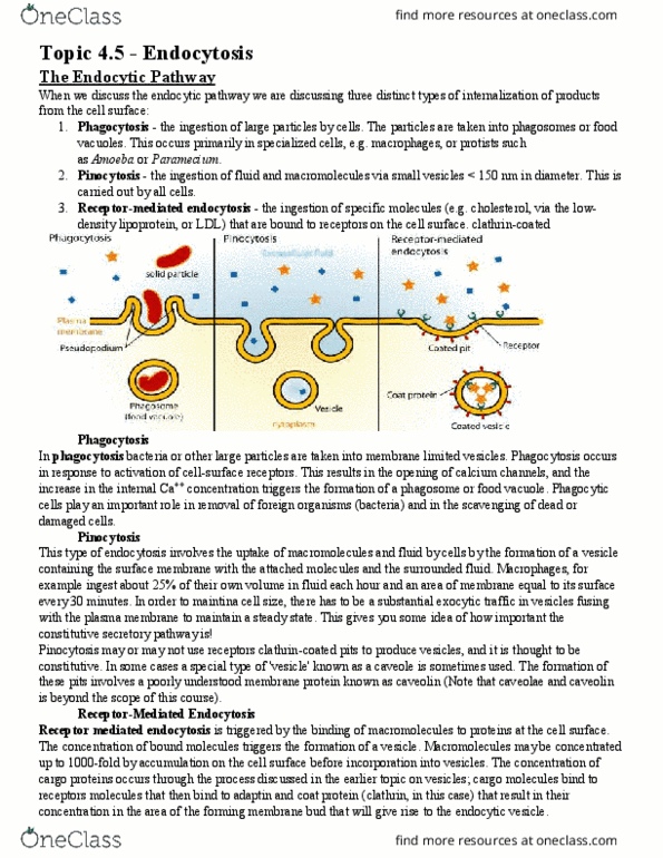 BIOL 200 Chapter Notes - Chapter 4: Golgi Apparatus, Secretion, Caveolin thumbnail