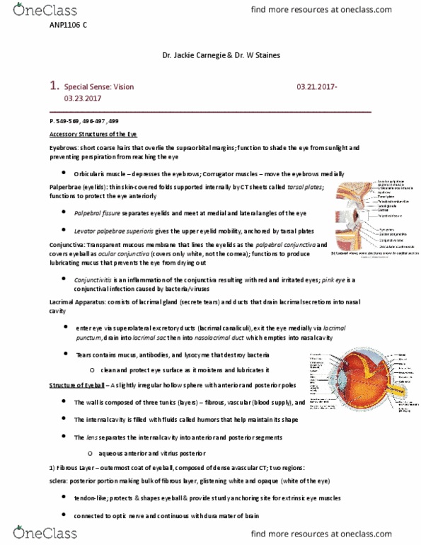 ANP 1106 Chapter Notes - Chapter 15: Zonule Of Zinn, Macula Of Retina, Medial Rectus Muscle thumbnail
