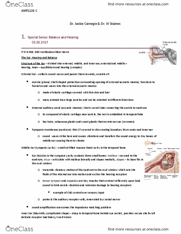 ANP 1106 Chapter Notes - Chapter 15: Ear Canal, Bony Labyrinth, Semicircular Canals thumbnail