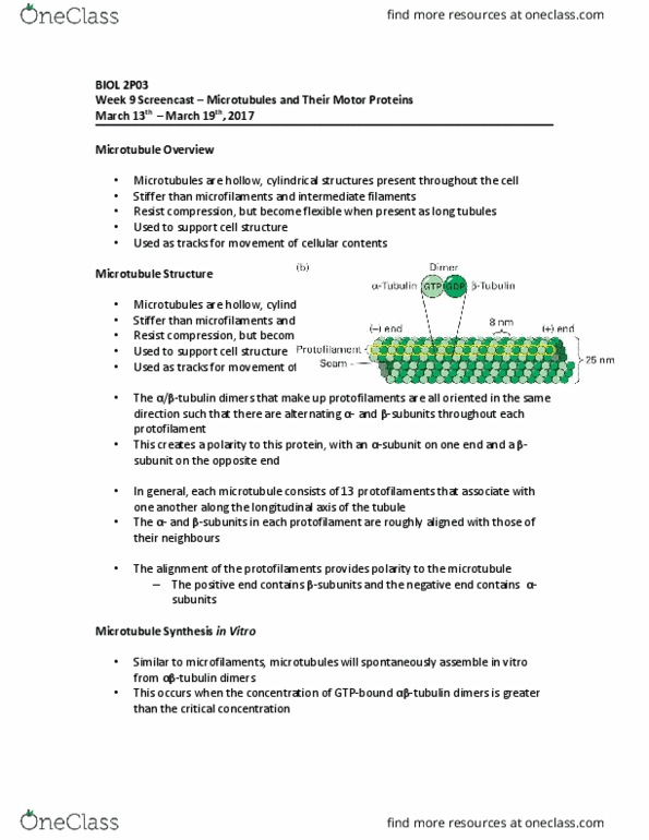 BIOL 2P03 Lecture Notes - Lecture 9: Intermediate Filament, Tubulin, Microfilament thumbnail