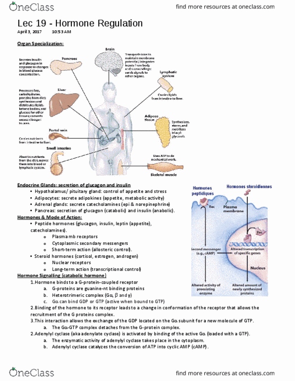 BCH 3120 Lecture Notes - Lecture 19: Adenylyl Cyclase, Glycogen Phosphorylase, Glycogen Synthase thumbnail