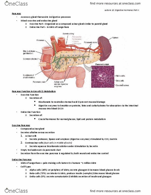 BI459 Lecture Notes - Lecture 10: Centroacinar Cell, Pancreatic Duct, Parotid Gland thumbnail