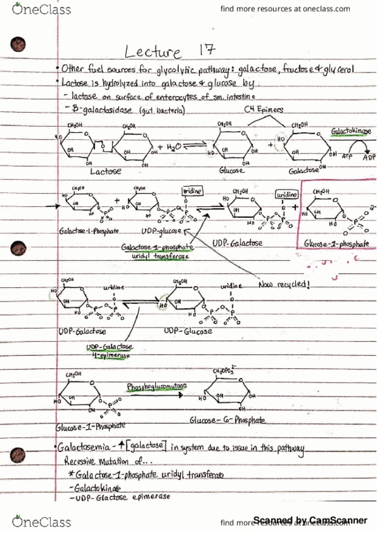 BMB 401 Lecture 17: Galactose, Fructose and Glycerol Synthesis thumbnail