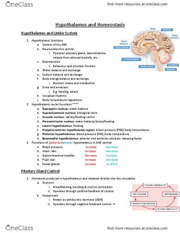 Physiology 1021 Lecture Notes - Lecture 5: Supraoptic Nucleus, Posterior Pituitary, Paraventricular Nucleus Of Hypothalamus thumbnail
