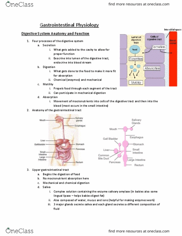 Physiology 1021 Lecture Notes - Lecture 3: Lingual Lipase, Salivary Gland, Intestinal Gland thumbnail