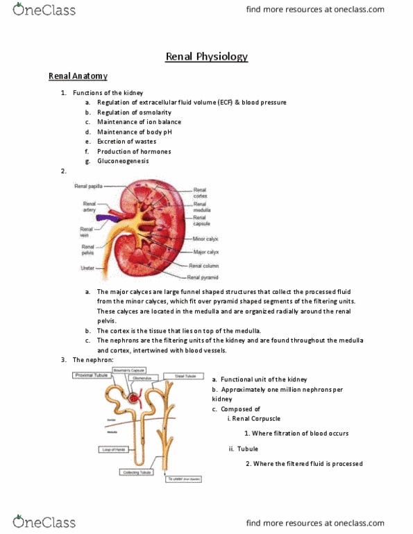 Physiology 1021 Lecture Notes - Lecture 1: Renal Corpuscle, Renal Pelvis, Renal Cortex thumbnail