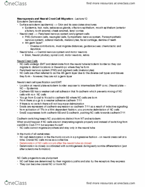 CSB331H1 Lecture Notes - Lecture 13: Neural Crest, Tooth Enamel, Peripheral Nervous System thumbnail