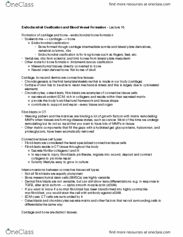 CSB331H1 Lecture Notes - Lecture 16: Lateral Plate Mesoderm, Mesenchymal Stem Cell, Runx2 thumbnail